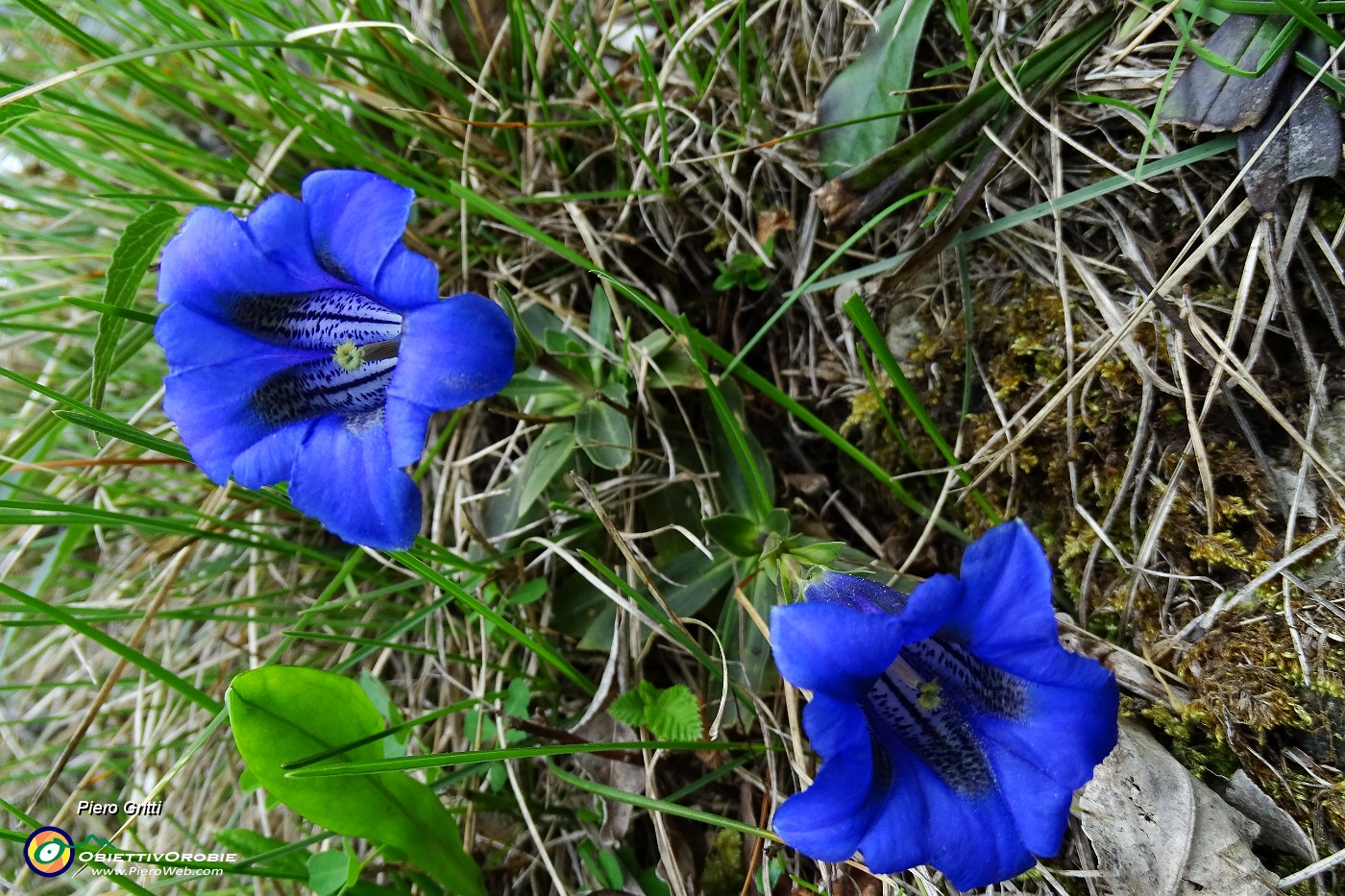 16 Genziana di Clusius (Gentiana Clusii).JPG